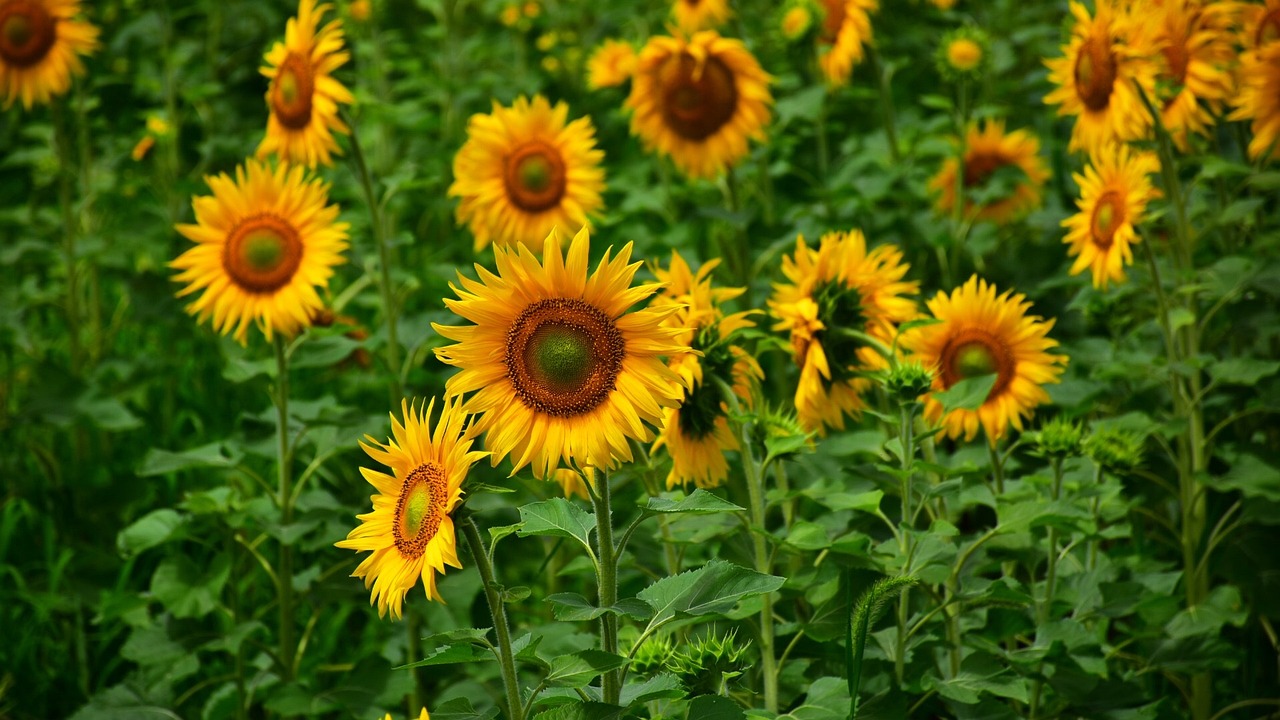 How Nature Influences Our Daily Well-Being - The Science